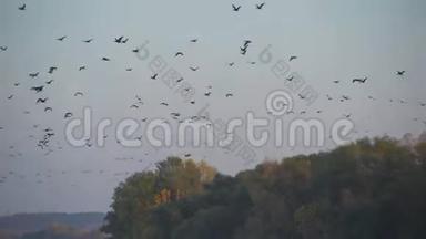 大雁在夜空中飞翔，许多鸟儿在河上飞翔，大自然，秋天的森林在日落时飞翔